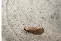 Nematopogon metaxella