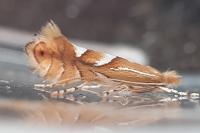 Phyllonorycter belotella