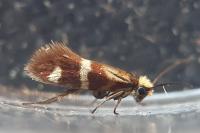 Micropterix aglaella