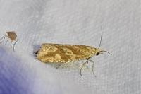 Thiodia citrana