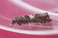 Epiblema