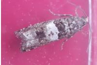 Epiblema