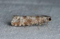 Rhyacionia maritimana