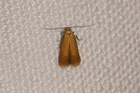 Tischeria