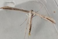 Emmelina monodactyla