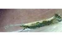 Plutella xylostella