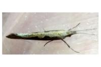 Plutella xylostella