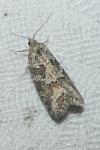 Cnephasia