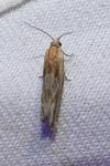 Eucosma gr. cana