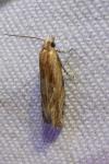 Eucosma gr. cana