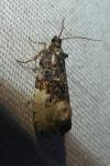 Hedya nubiferana