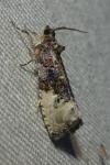 Hedya nubiferana