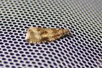 Celypha lacunana