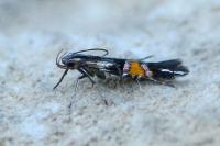 Cosmopterix orichalcea