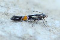 Cosmopterix orichalcea