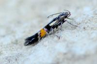 Cosmopterix orichalcea