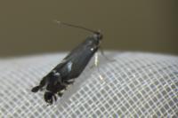 Glyphipterix simpliciella