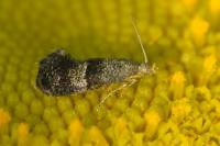 Tinagma perdicella