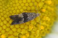 Tinagma perdicella