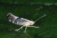 Argyresthia spinosella