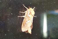 Korscheltellus lupulinus