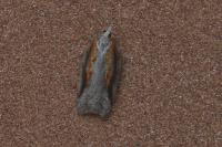 Acleris cristana