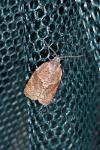 Syndemis musculana