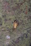 Nemophora ochsenheimerella
