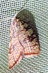 Aleimma loeflingiana