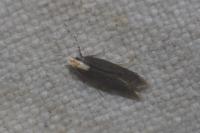 Aroga flavicomella