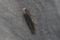 Aroga flavicomella
