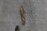 Metzneria aprilella