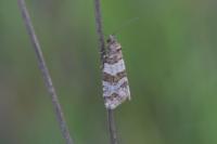 Isotrias rectifasciana