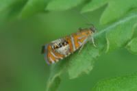 Olethreutes arcuella
