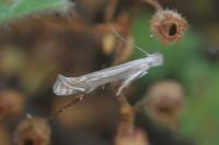 Isophrictis anthemidella/striatella