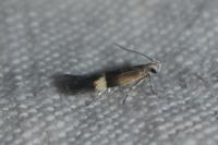 Aproaerema polychromella