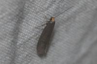 Agnoea