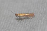 Phyllonorycter messaniella