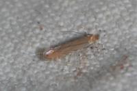 Phyllonorycter messaniella