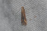 Metzneria aprilella
