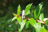 Ethmia quadrillella