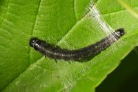 Archips crataegana