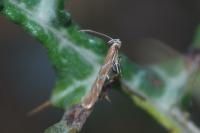 Pyroderces argyrogrammos