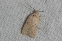 Agonopterix