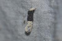 Trichophaga bipartitella
