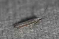 Pleurota ericella
