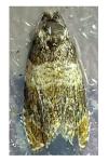 Celypha aurofasciana