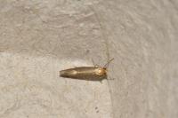 Nematopogon