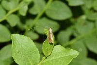 Nematopogon