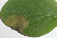 Antispila metallella